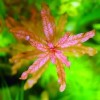 供應(yīng)高中低檔觀賞水草