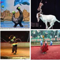 萌寵展覽動物租賃百鳥展租賃鸚鵡表演租賃
