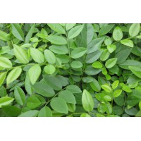 供應廣西黃花梨樹示范場 玉林黃花梨苗 花梨木苗批發