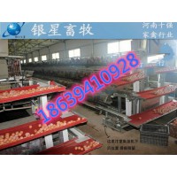 自動撿蛋機 層式集蛋機  蛋雞養殖設備銀星畜牧設備