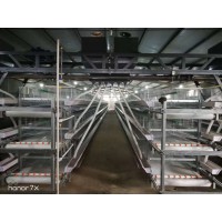 河南雞籠供應商丨優質國產品牌丨養雞籠具丨養雞籠養設備【銀星】