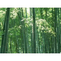 供應竹類植物 粵S大毛竹和桂S大楠竹簡介