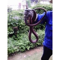 眾合防蛇專(zhuān)家廣州防蛇廣州抓蛇廣州捕蛇廣州驅(qū)蛇