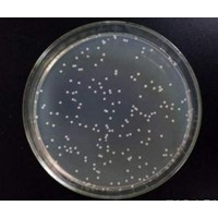 SCC-25人舌磷癌細胞智立細胞購買