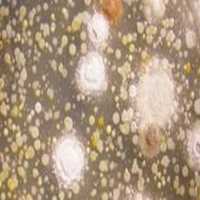 LM9小鼠HGPRT基因缺陷型骨肉瘤細胞zlzt細胞庫